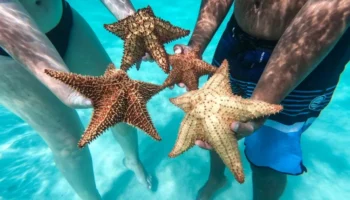 isla-saona-piscina-natural